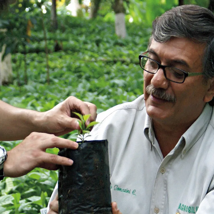 Man inspecting a coffee plantlet