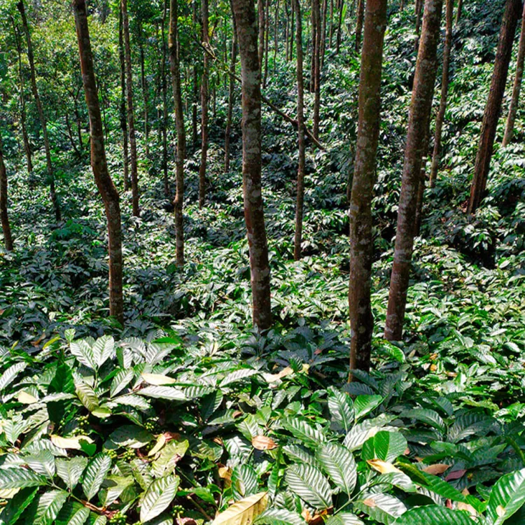 Gli alberi generano ombra per le piante di caffè