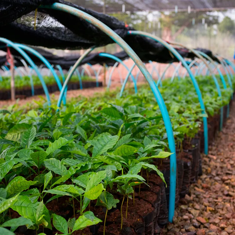 Plants that helps farmer