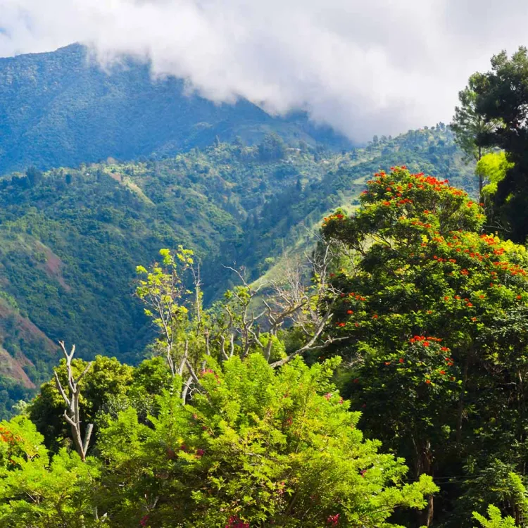 jamaica blue mountain coffee