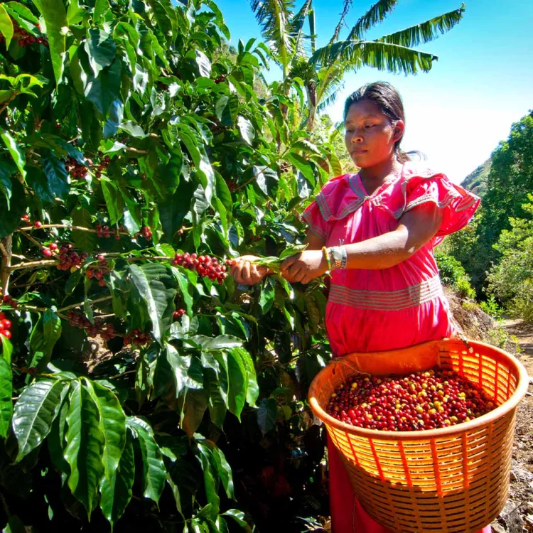 Il caffè delle Geishe