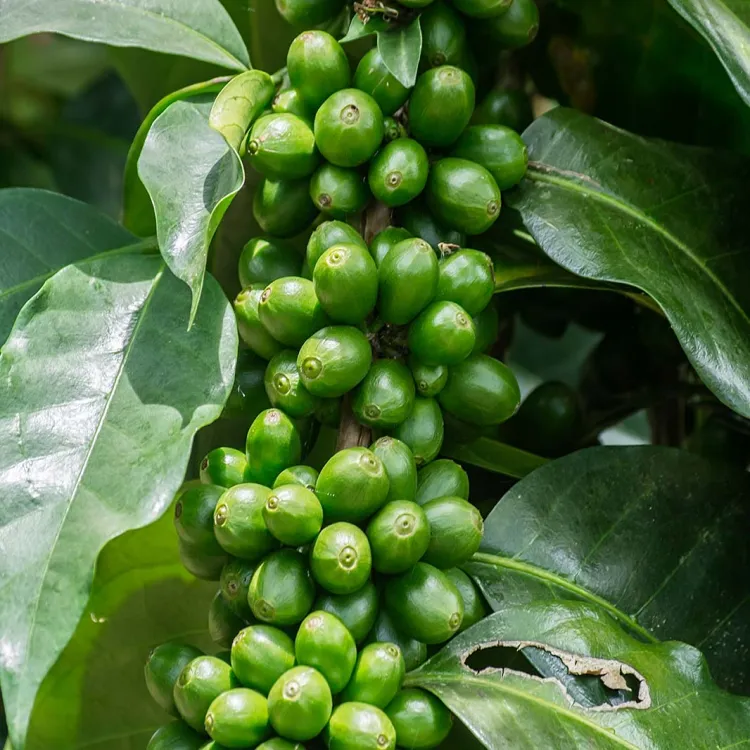 caffè peruviano