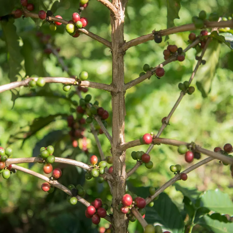 la pianta di caffè