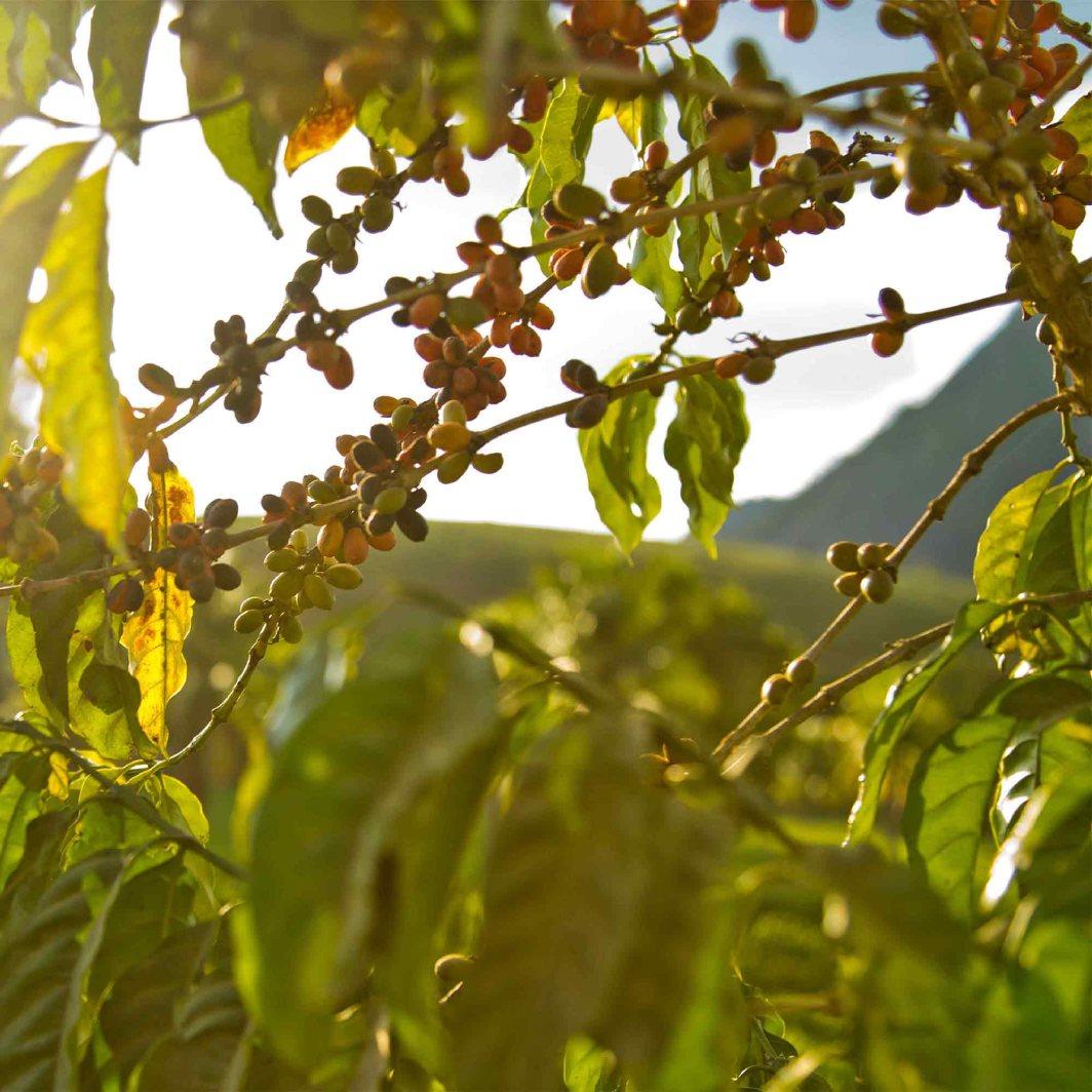 Scopri Come Nescafé Si Approvvigiona Di Caffè Da Fonti Responsabili