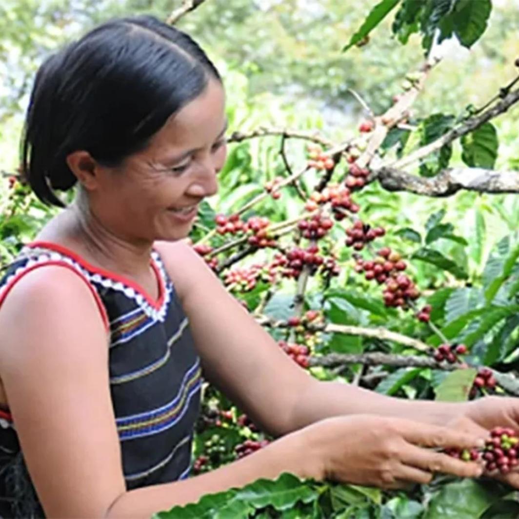 La produzione del caffè solubile