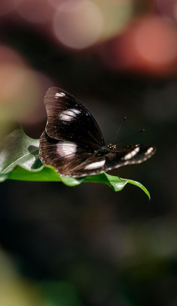 caffè e biodiversità