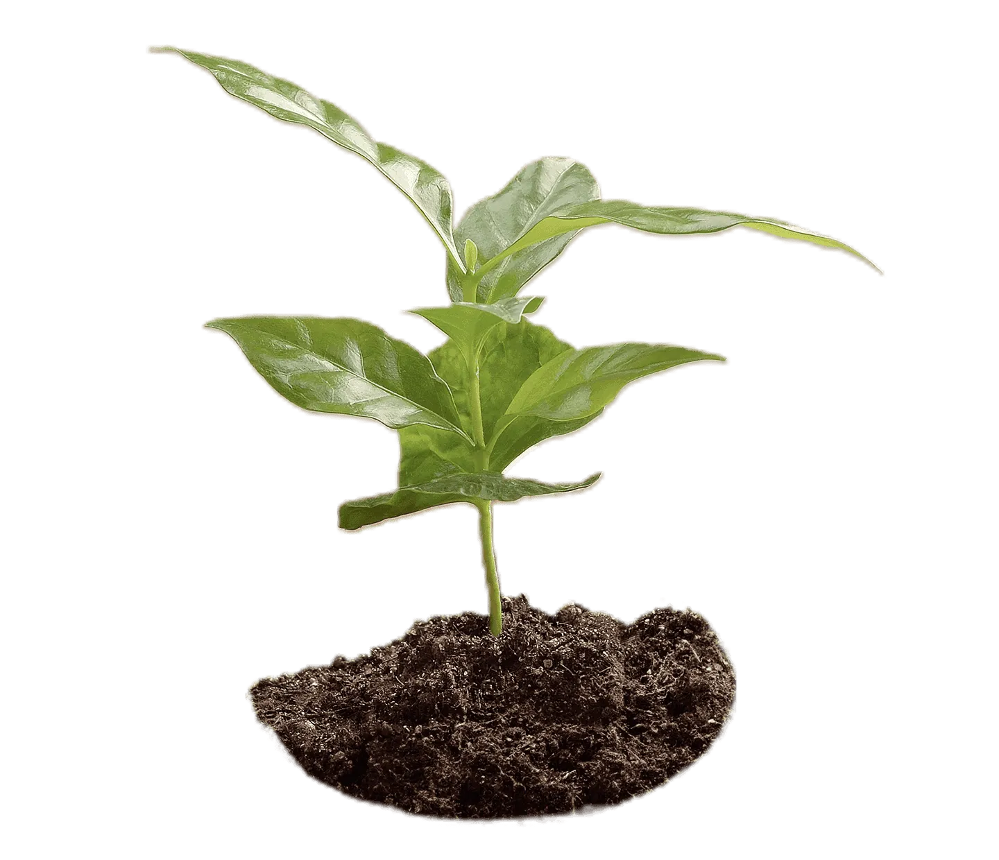 agronomi di nescafé