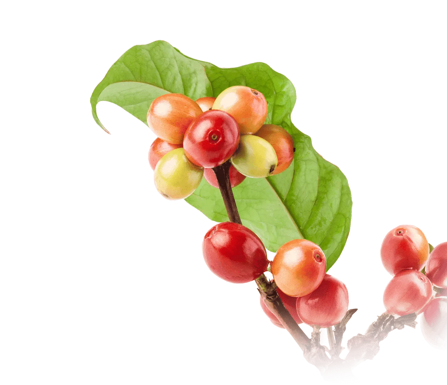 Chicchi di caffè