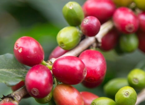 저항력이 강한 커피나무