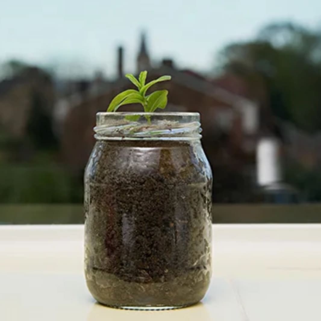 How do you use glass jars in the garden?