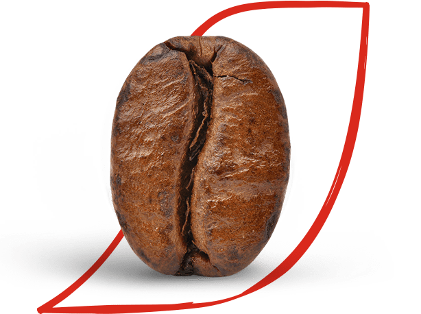 arabica and robusta beans