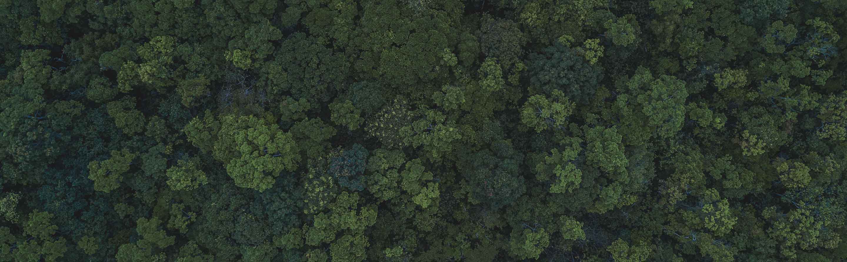 nescafé sustainability promise