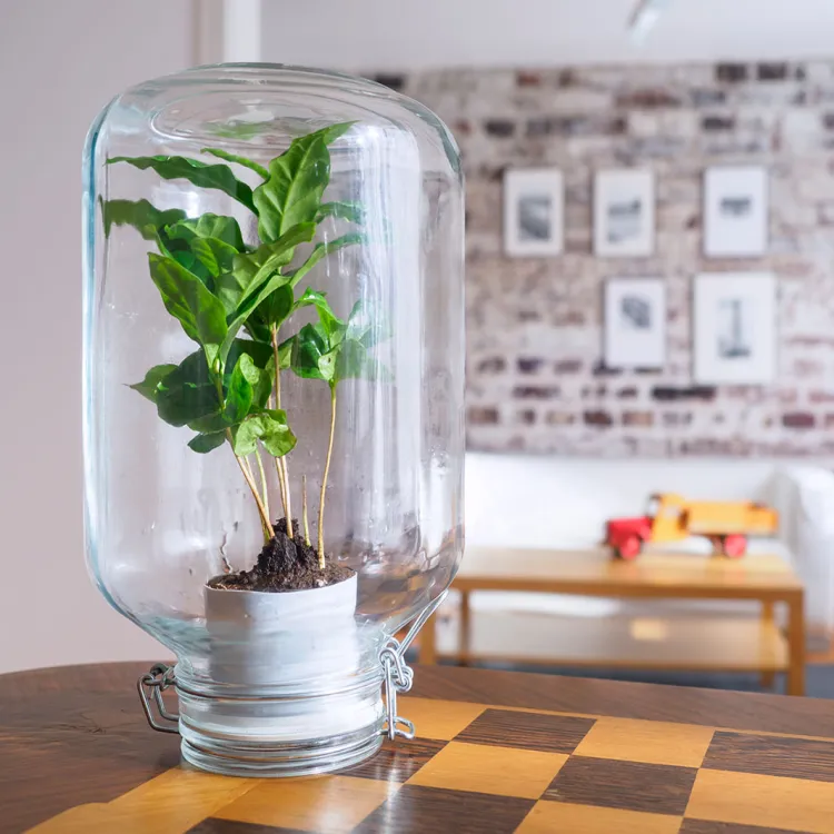 Grow your own coffee plant