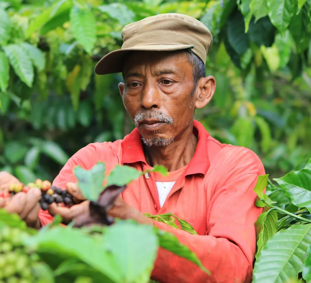Coffee origins