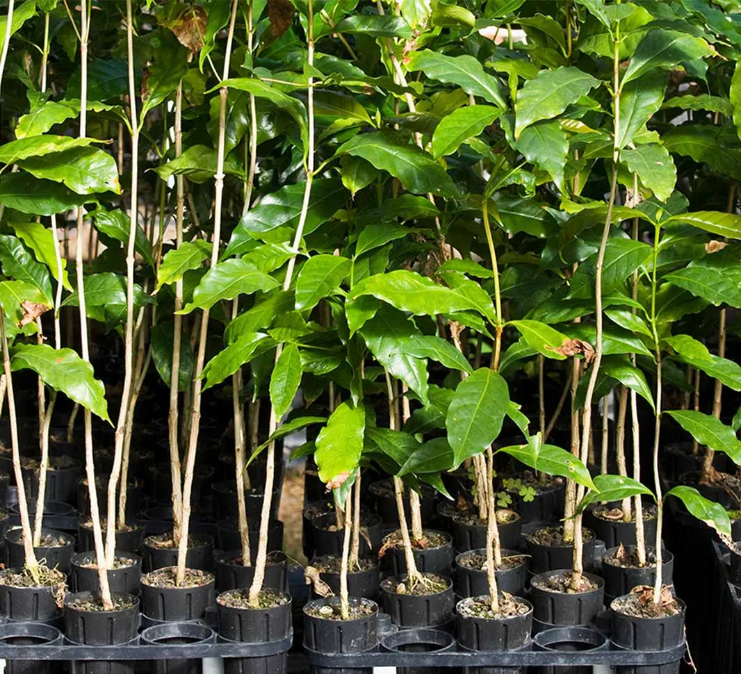 Climate Resilient Farming