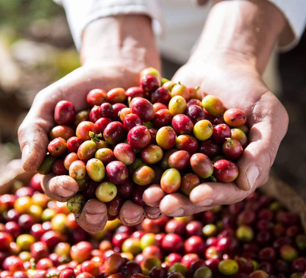 What makes our frothy coffees so delicious