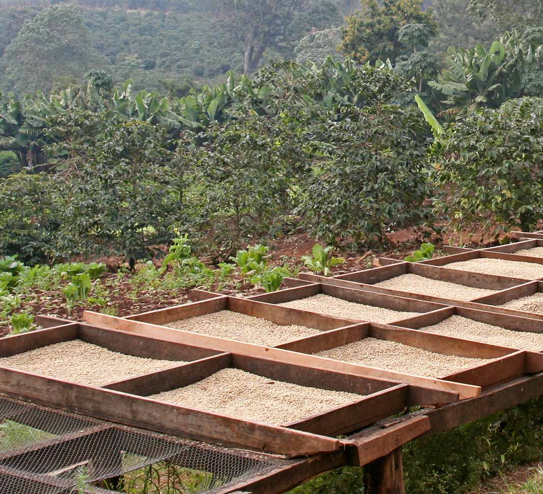 coffee roasting process drying stage