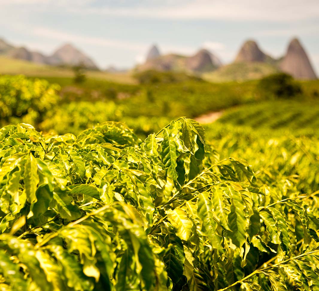 coffee lots microlots nanolots