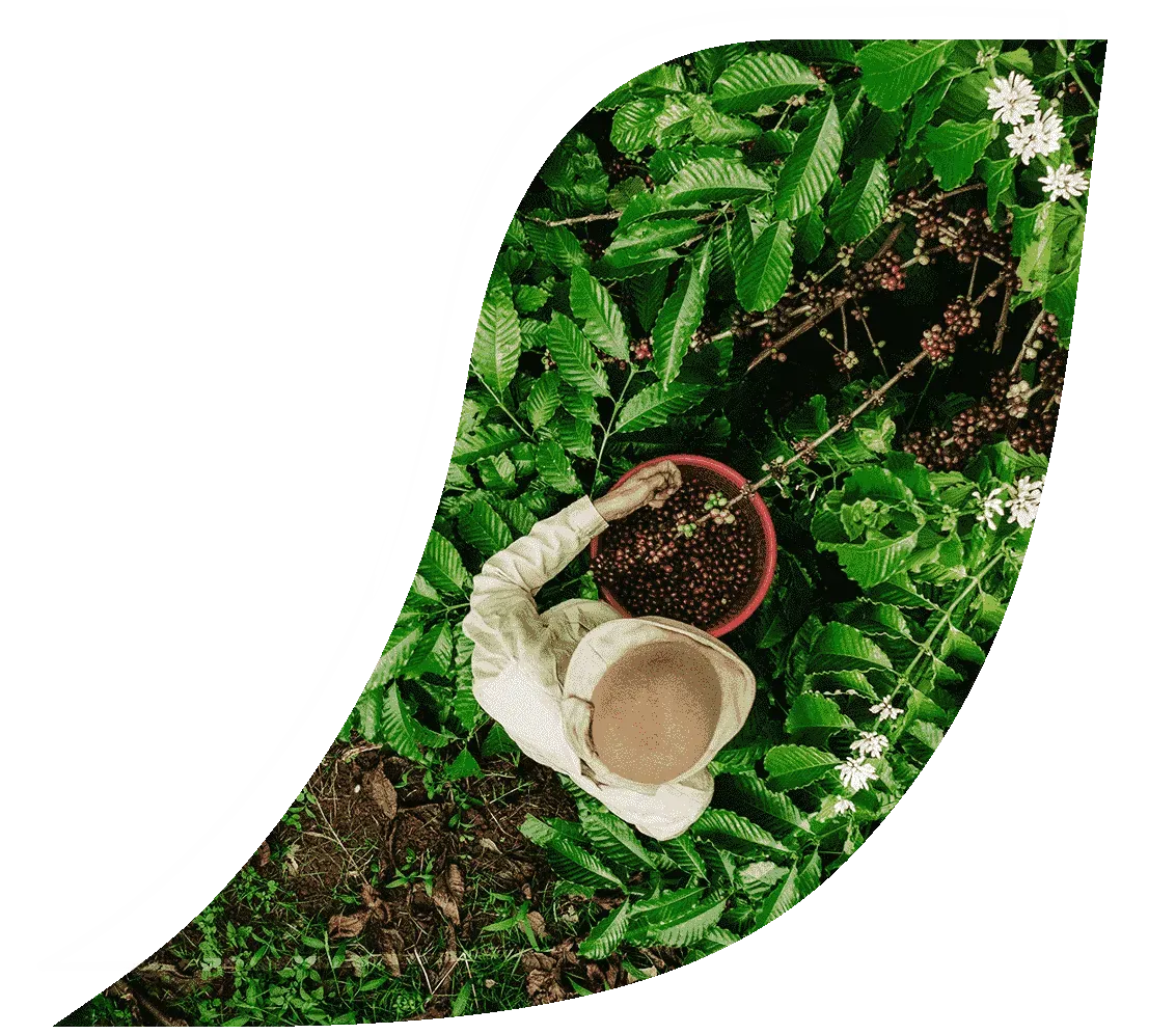 Discover how NESCAFÉ® is sourcing coffee
