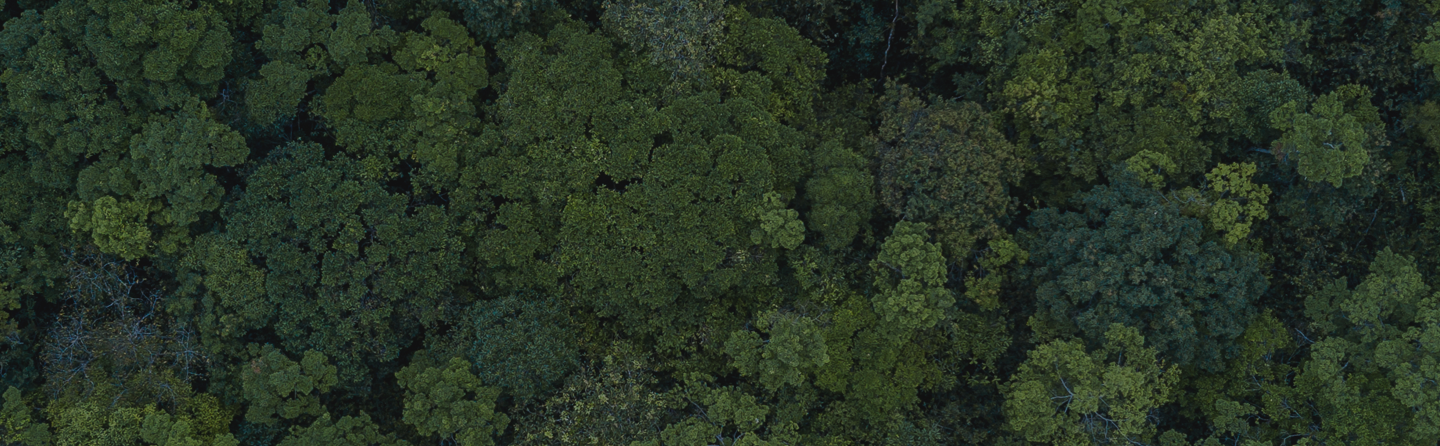 Promesa de Sustentabilidad Nescafé Dolce Gusto