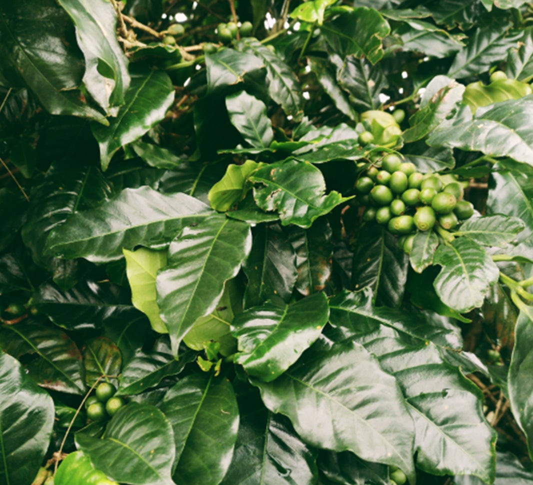 palabras relacionadas con el café