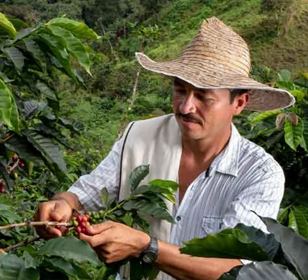 trabajando en una finca de café