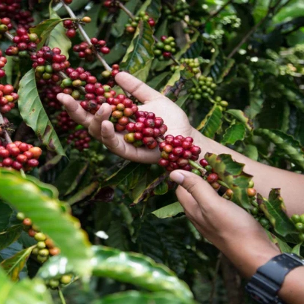 nescafe_campo_mexicano