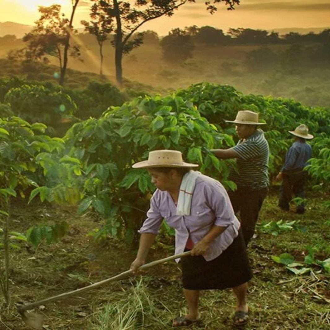 nescafe_campo_mexicano