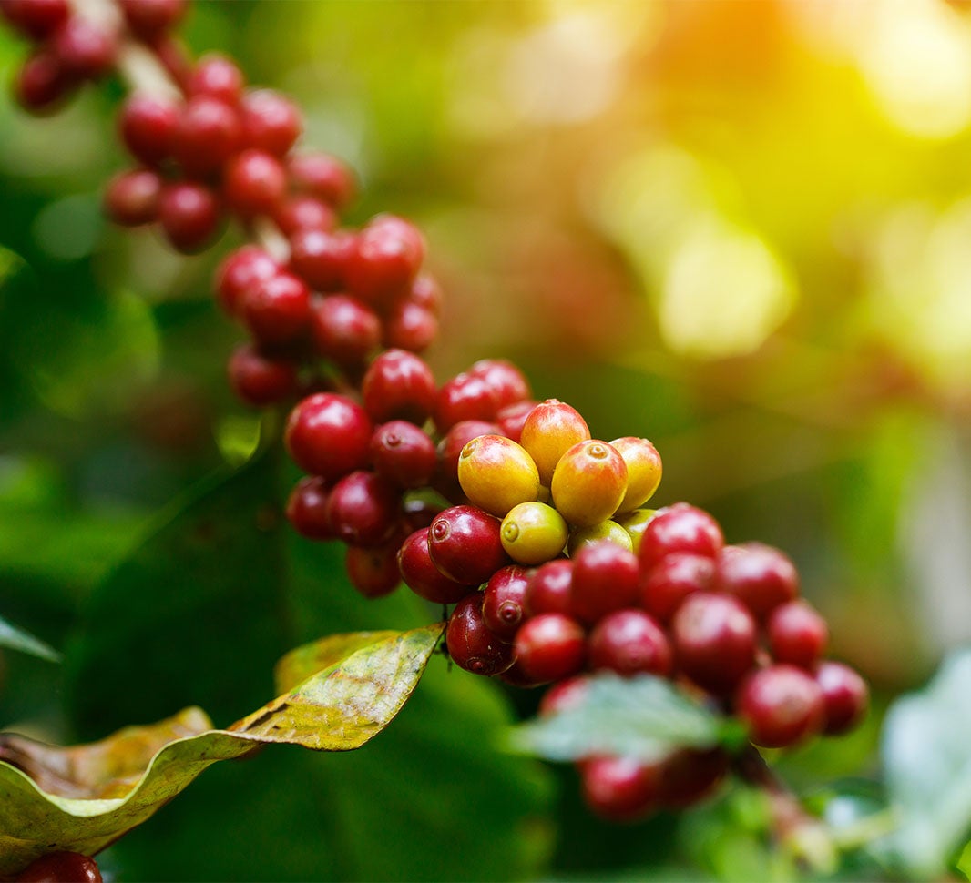 coffee beans