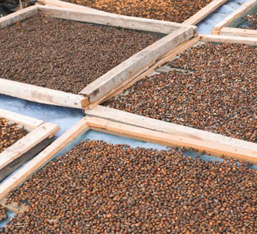 coffee roasting process browning stage