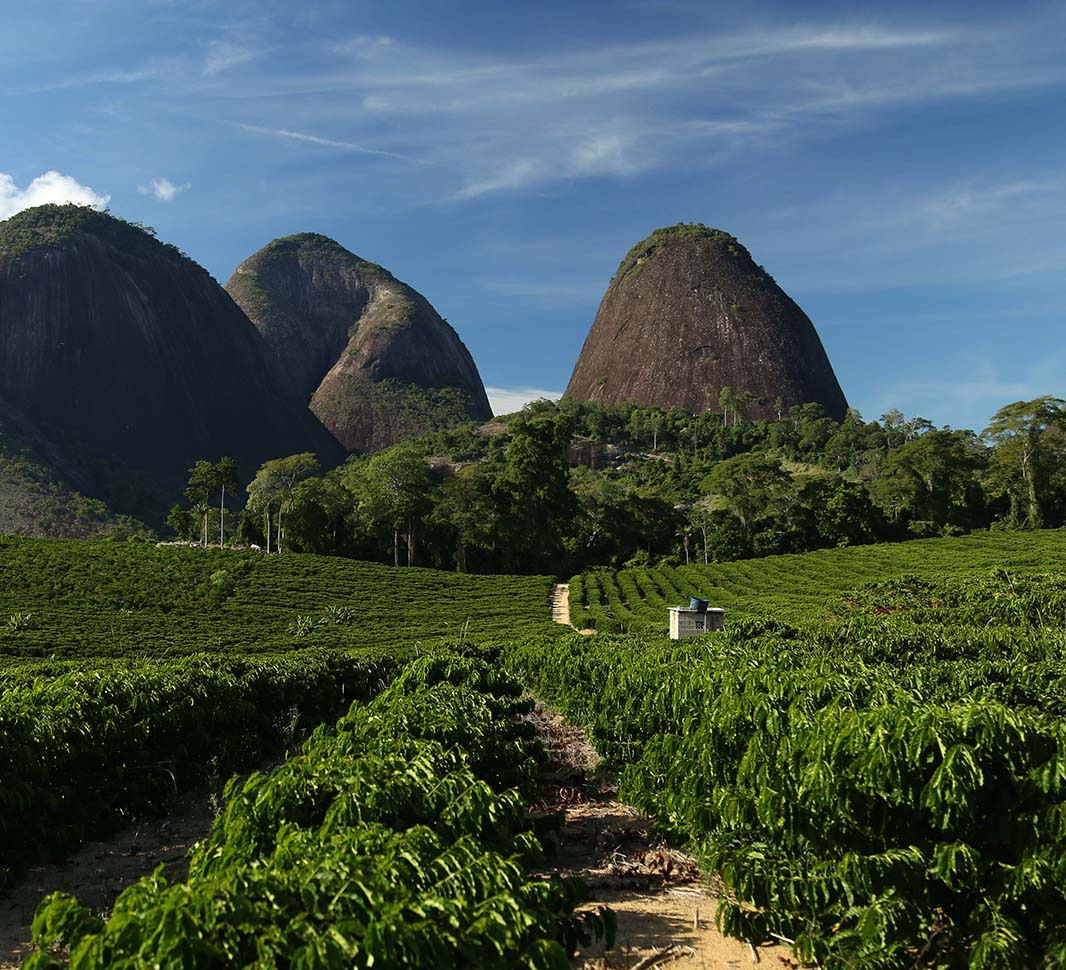 single coffee region