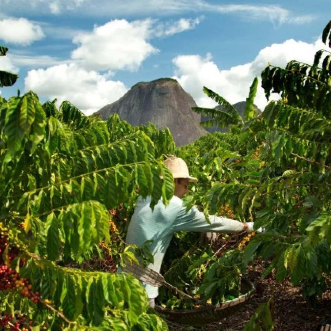 NESCAFÉ® y el campo mexicano