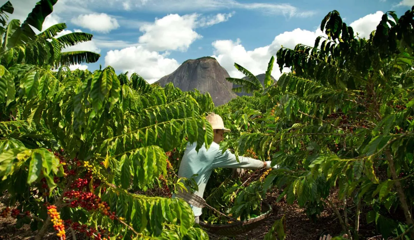 NESCAFÉ® y el campo mexicano