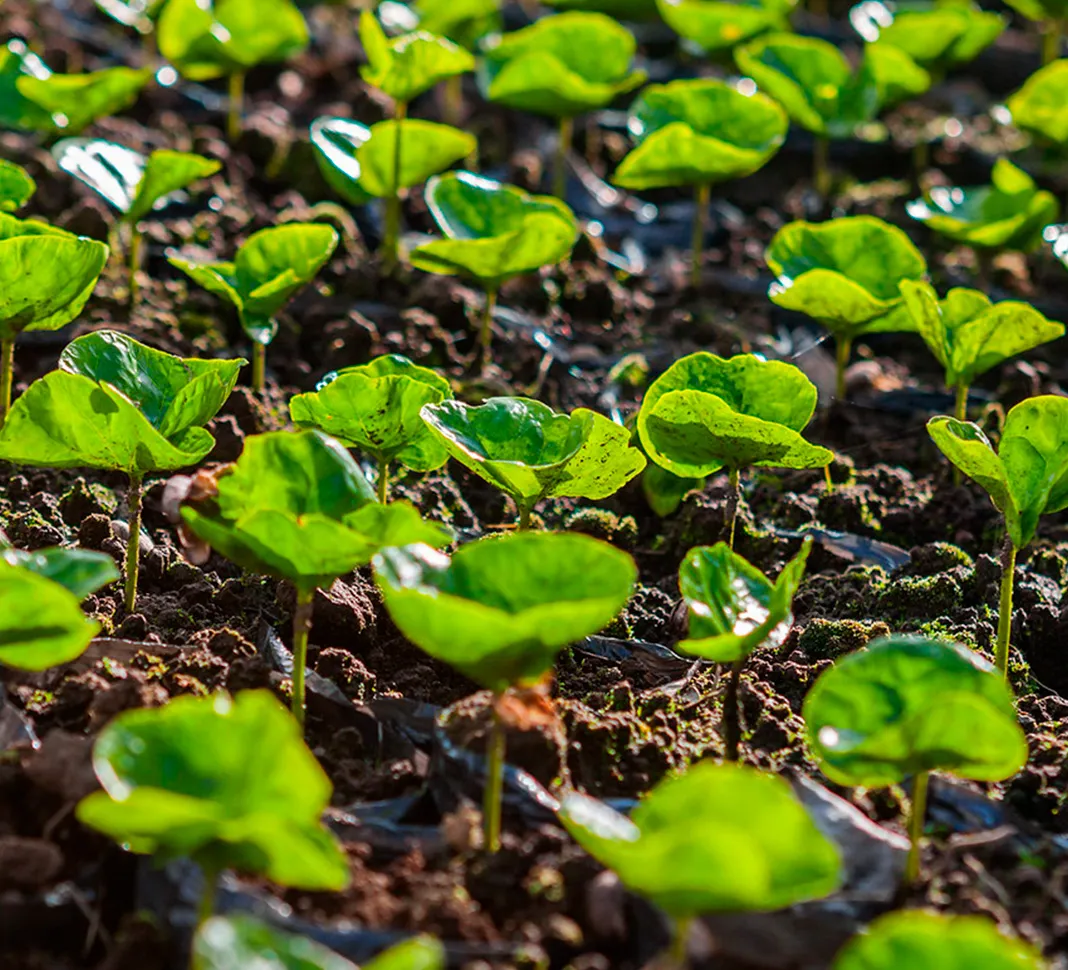 Buen suelo para cultivar buen café