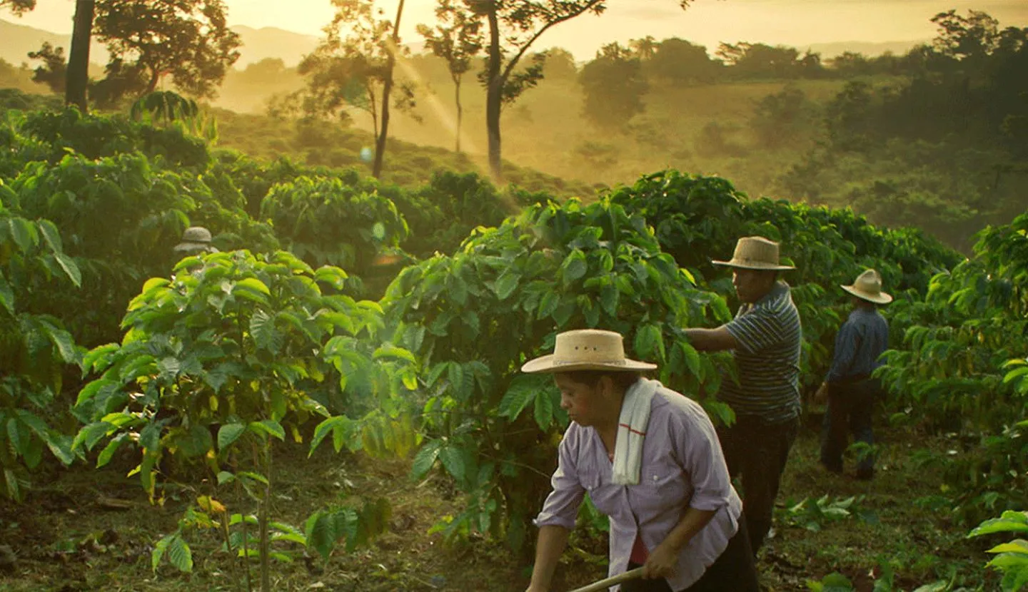 Caficultores en el campo