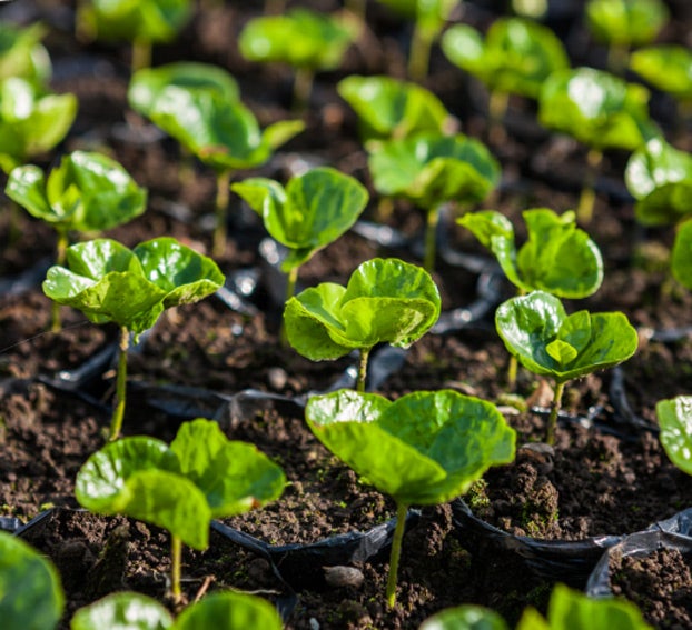 Coffee plants