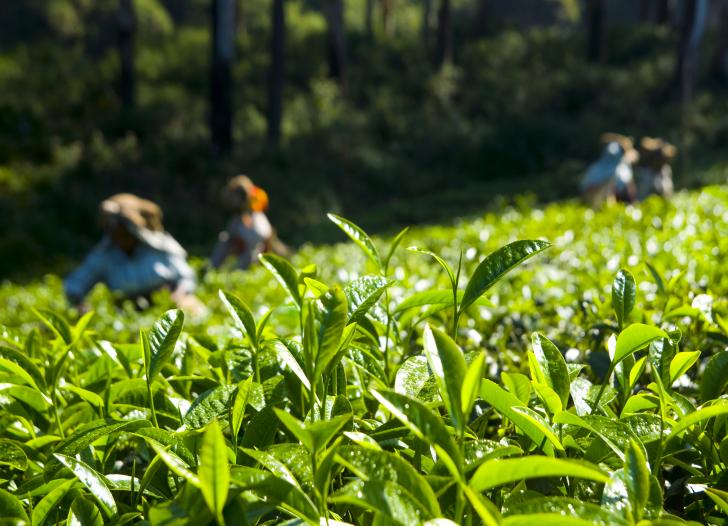 tea-pickers-working-kerela-india