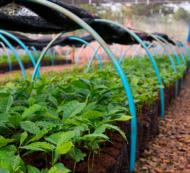 Rows of coffee plants with trees