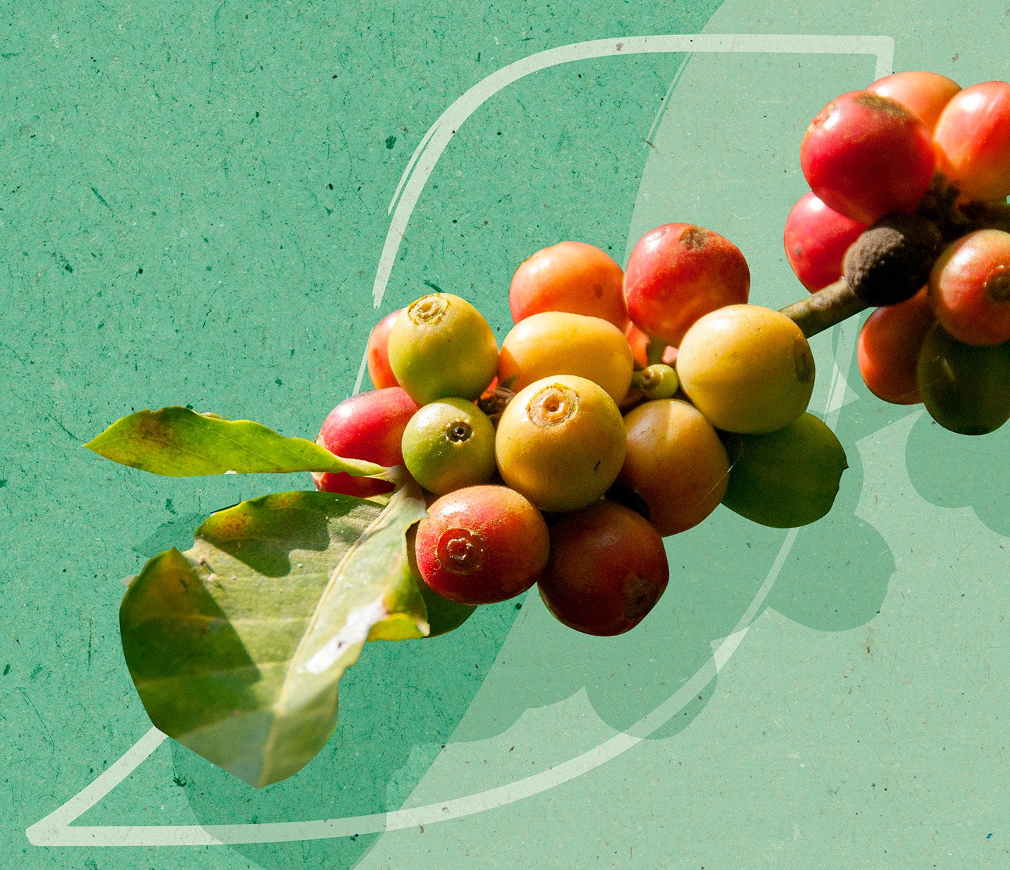Toekomstbestendig maken van koffieplanten om klimaatverandering te weerstaan