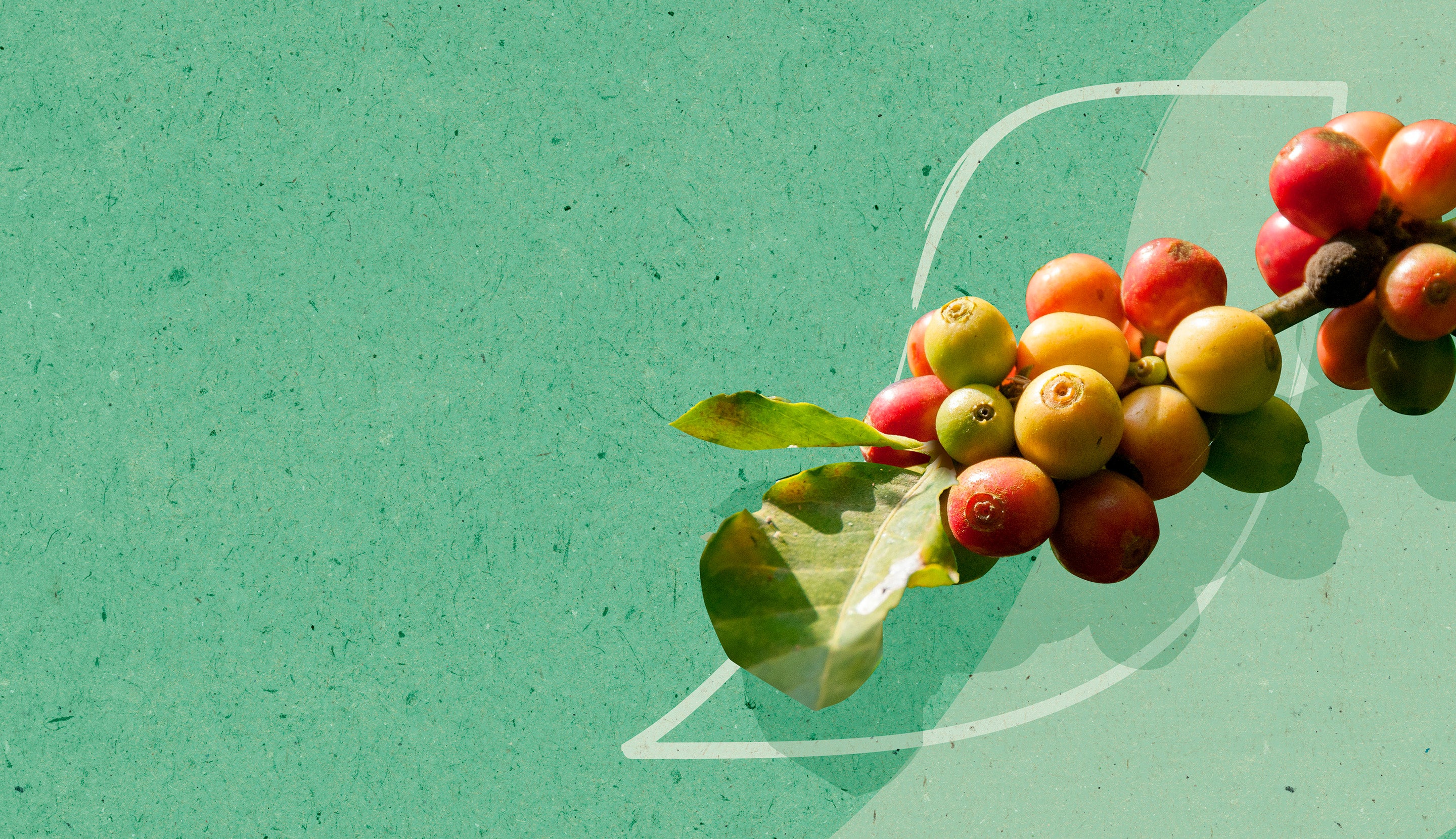 Toekomstbestendig maken van koffieplanten om klimaatverandering te weerstaan