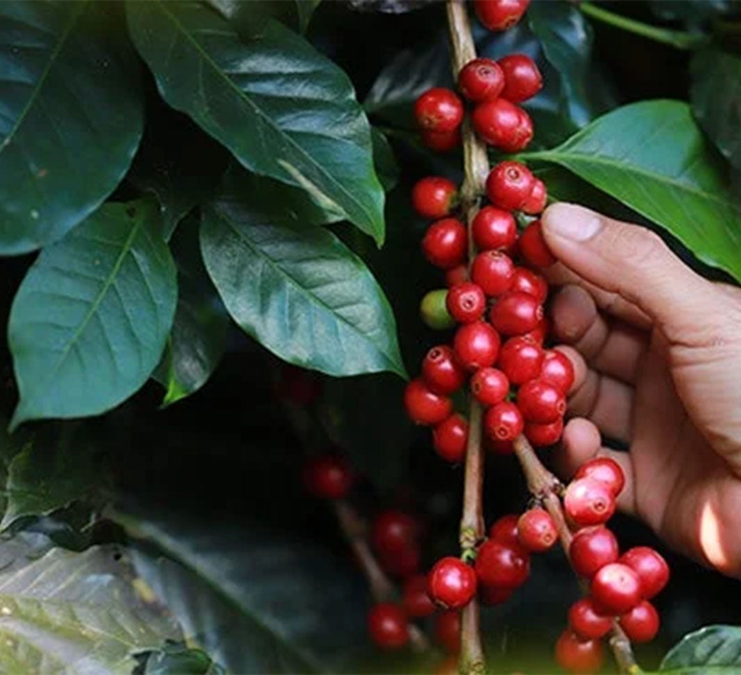 8. VERMINDERT HET RISICO OP DIABETES TYPE 2