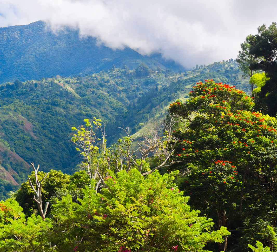 jamaica blue mountain koffie