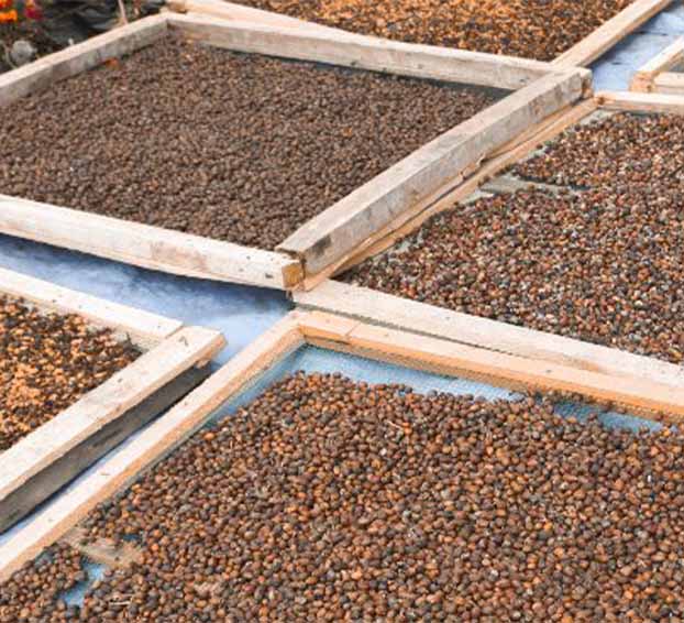 koffiebrandproces bruiningsfase