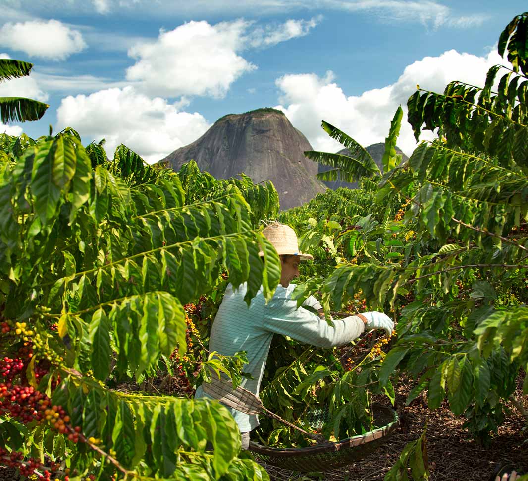 Coffee: The Epic of a Commodity