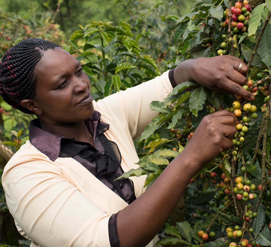 single origin koffie