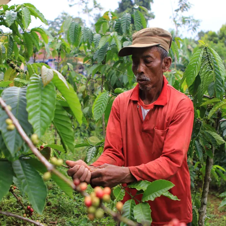 sumatraanse koffie