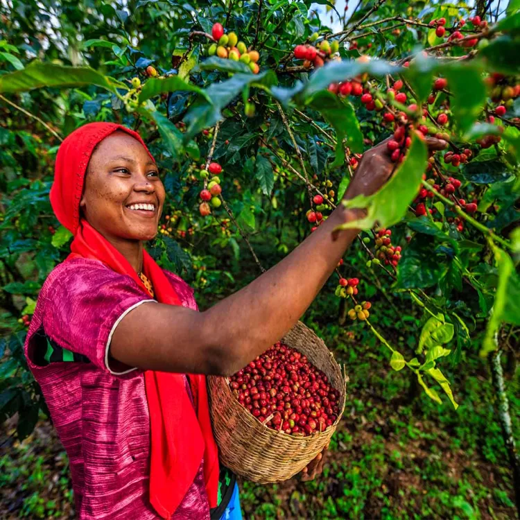 ethiopische yirgacheffe koffie