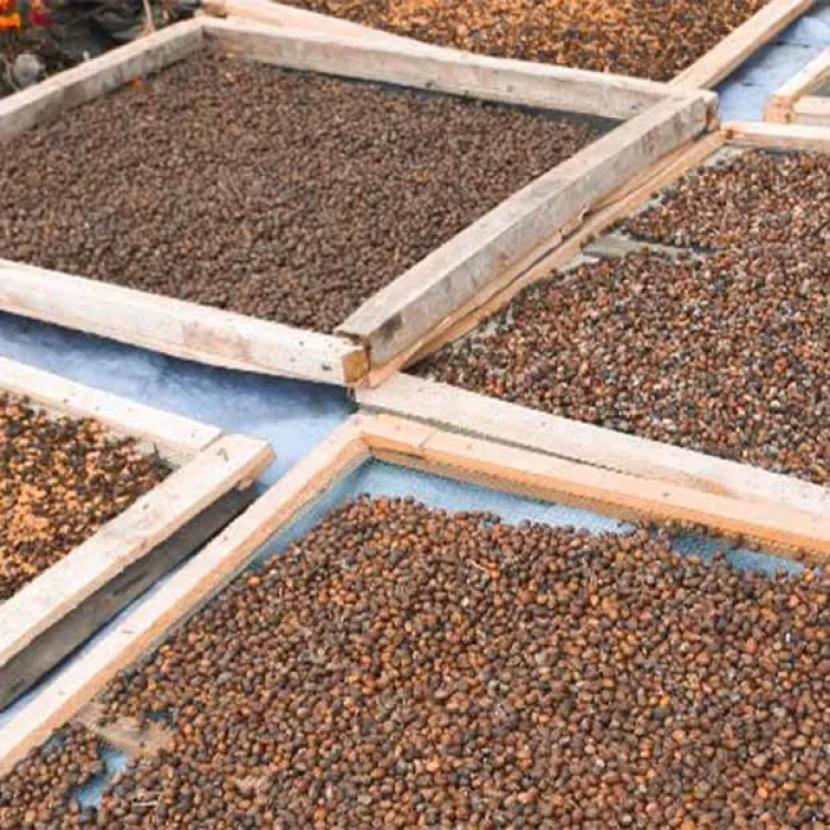 koffiebrandproces bruiningsfase