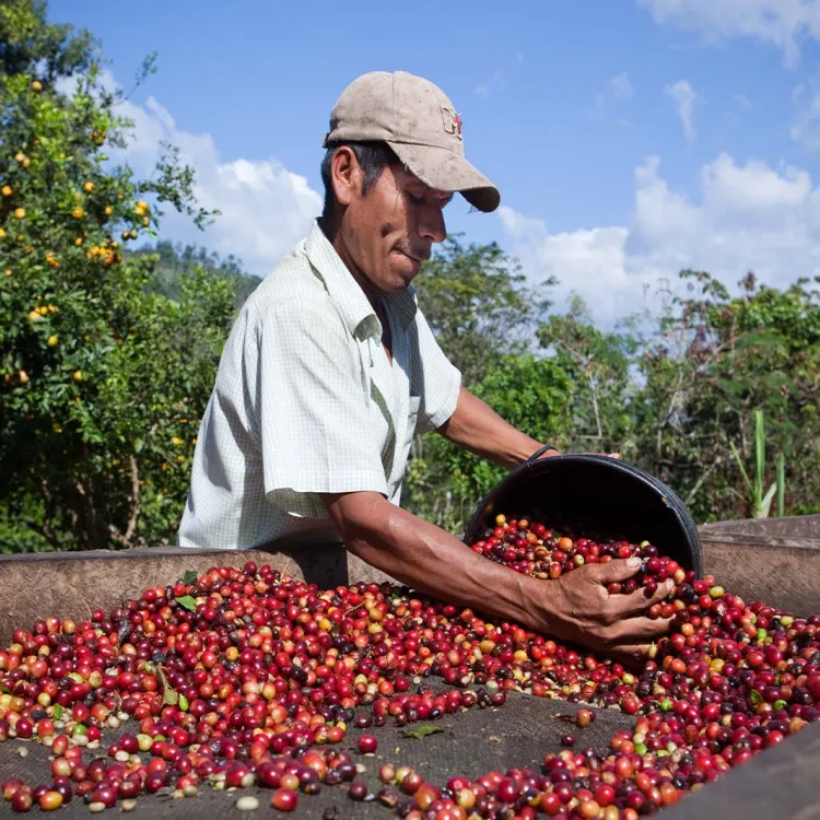 koffieboer