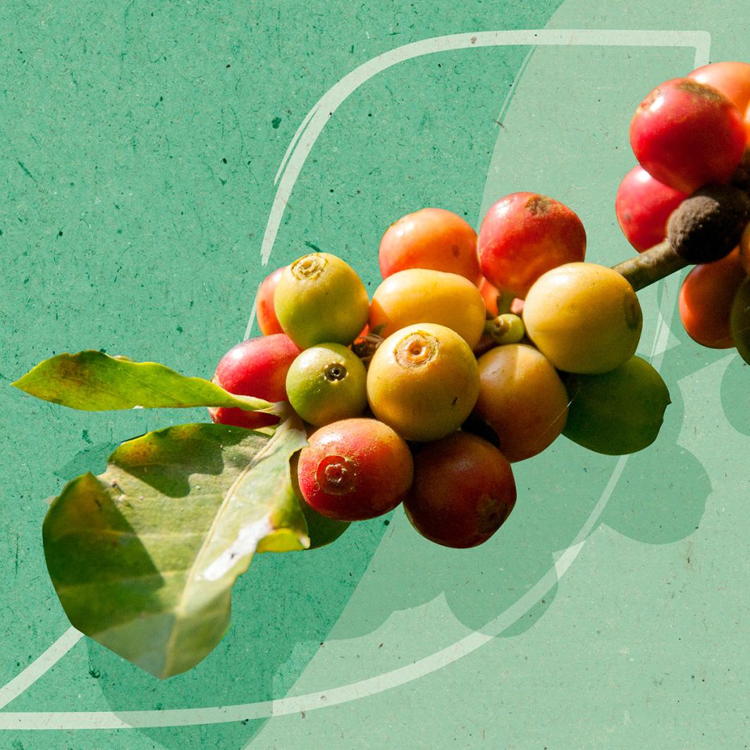 Koffieplanten bestendig maken tegen klimaatverandering